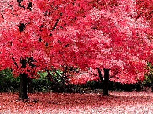dreamy pink trees kawaii nature hawaii kawaii blog dreamy pink trees kawaii nature hawaii kawaii blog