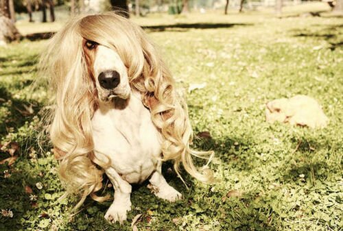 Basset With Wig Basset Dog With A Blond Wig
