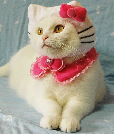 Hello Kitty Costume Halloween Hello Kitty Costume Cat
