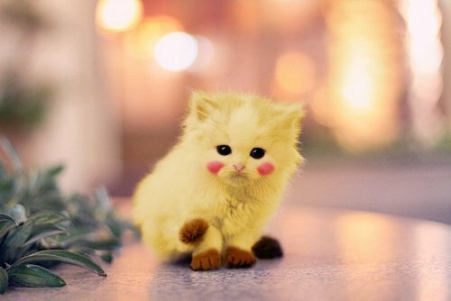 I Am Cat Food Reviews I Am Cat Food Reviews