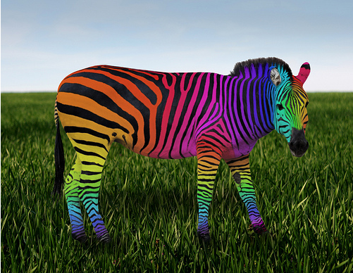 Rainbow Zebra Rainbow Zebra Rainbow Photoshop Effects Kawaii Blogging Rainbow