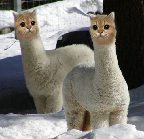 Alpaca Cats Alpaca Cats Kawaii Cuteness Blog