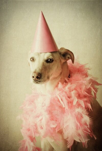 Dog In Party Hat Dog In Pink Party Hat Kawaii Blog