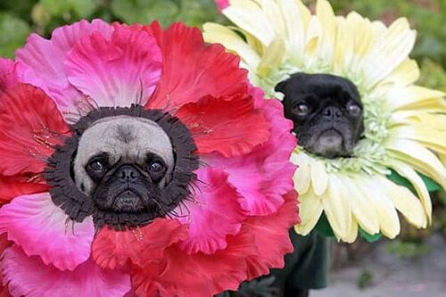 Pugs In Flower Costumes Pugs In Flower Costume Kawaii Blog